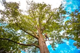 How Our Tree Care Process Works  in  Wyoming, PA